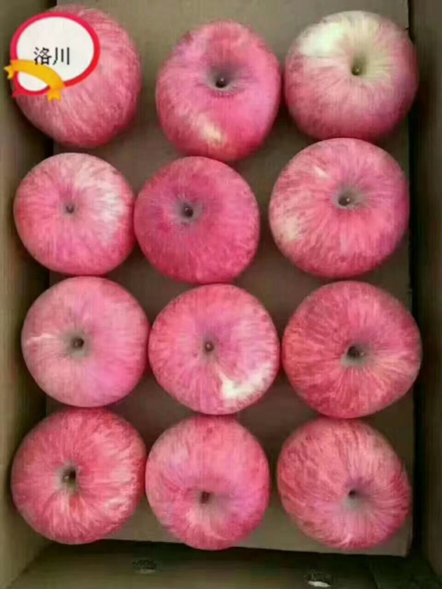 洛川苹果现状如何,洛川苹果农药