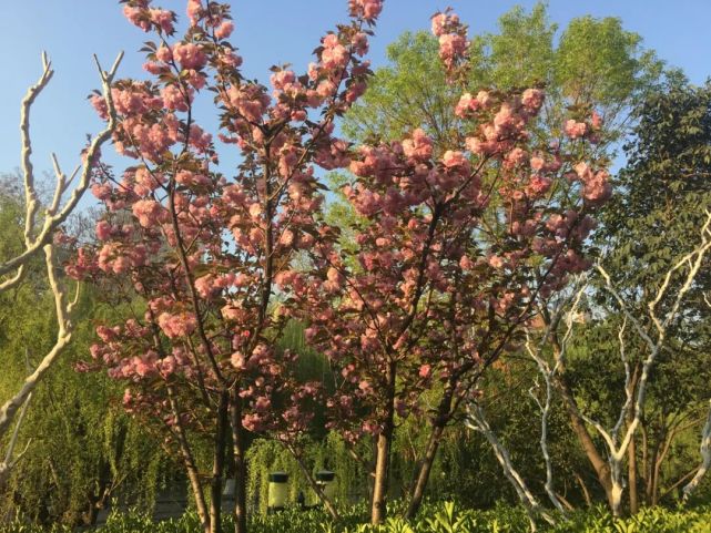 青岛至新疆自驾旅游攻略及景点,五一出游青岛免费旅游景点大全