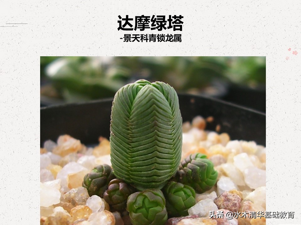 梦幻女王多肉植物百科图谱,原产地多肉植物图谱pdf