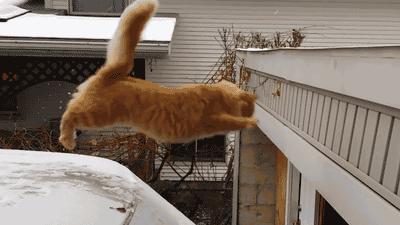 养猫不封窗的人,养猫不封窗猫为什么不会逃跑