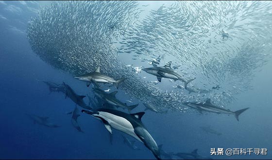 科普鲨鱼为什么不吃海豚呢,鲨鱼为什么不吃海豚的真相