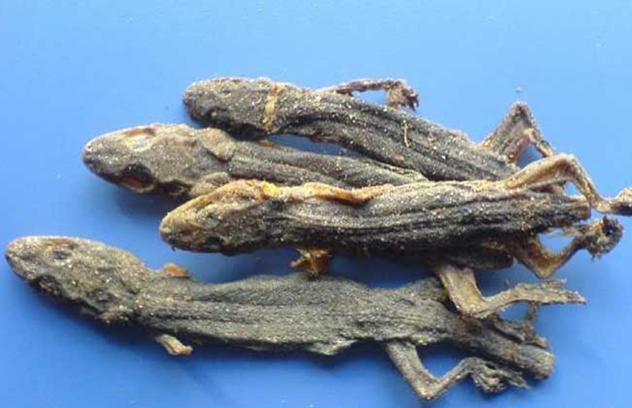 人畜无害的壁虎为什么会列入五毒,五毒之一壁虎为什么有毒