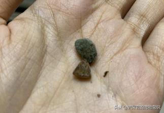 猫咪呕吐不拉稀的原因及处理方法,猫咪不吃还呕吐的原因及处理方法