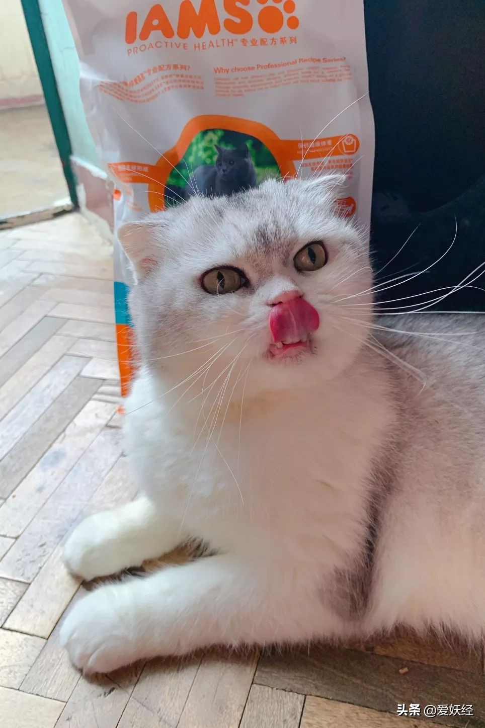 铲屎官减肥瘦身,吐毛球的铲屎官