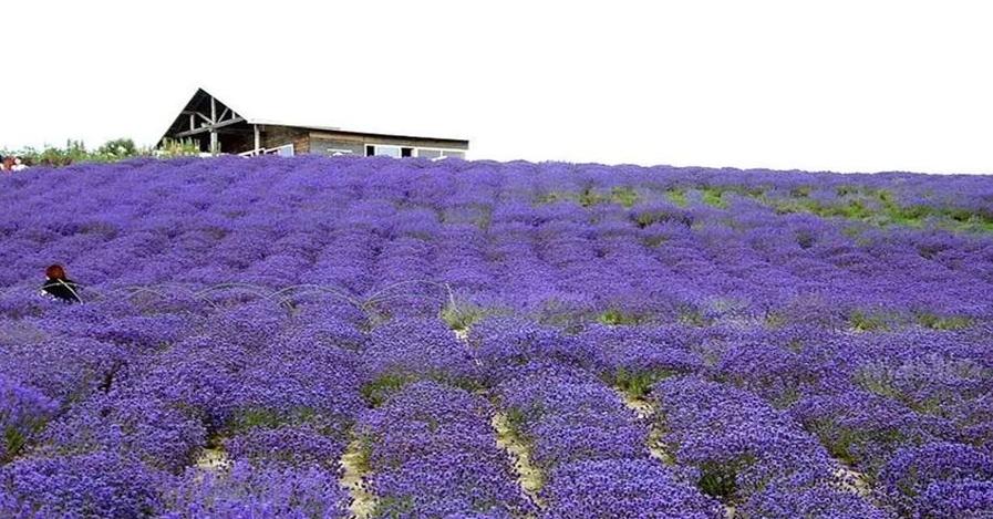 怀柔薰衣草庄园游玩攻略,怀柔薰衣草庄园