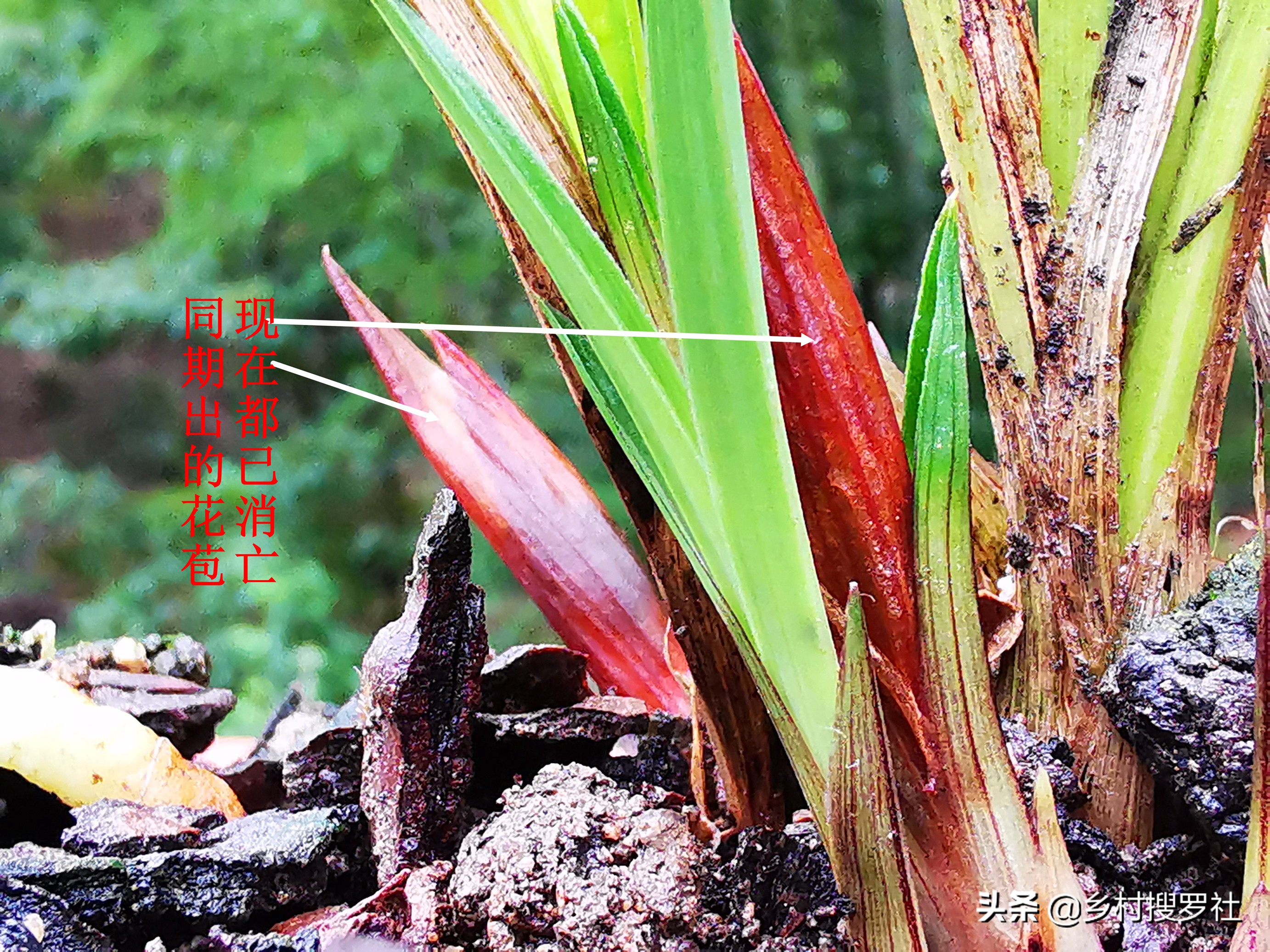 春兰蕙兰几月孕育花苞,春兰是不是只有春天才开花