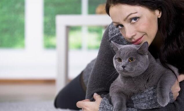 为什么很多人选择养英短蓝猫,英短猫为什么不建议养金渐层