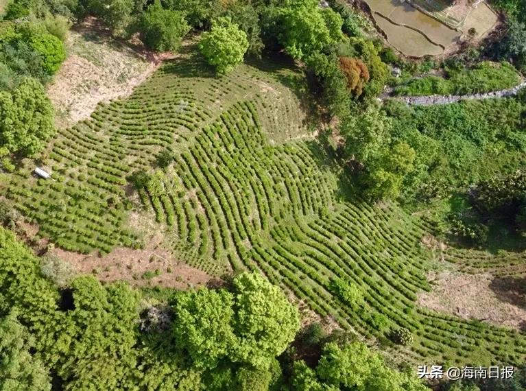 慢读丨回味千年海南茶