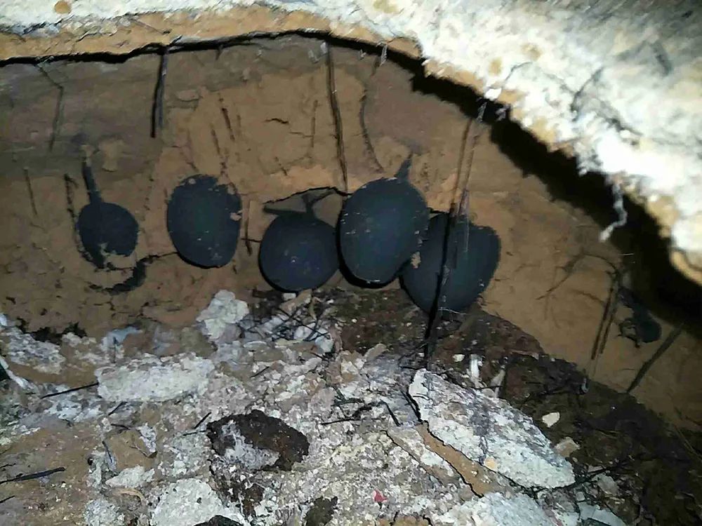 乌灵参为什么只有白蚁巢穴里边有,乌灵参堪比黄金