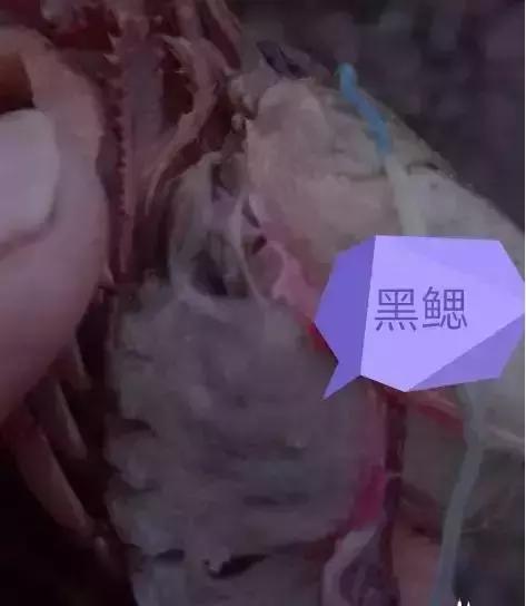 小龙虾塘螺蛳死亡的原因,小龙虾出现死亡现象怎么救治