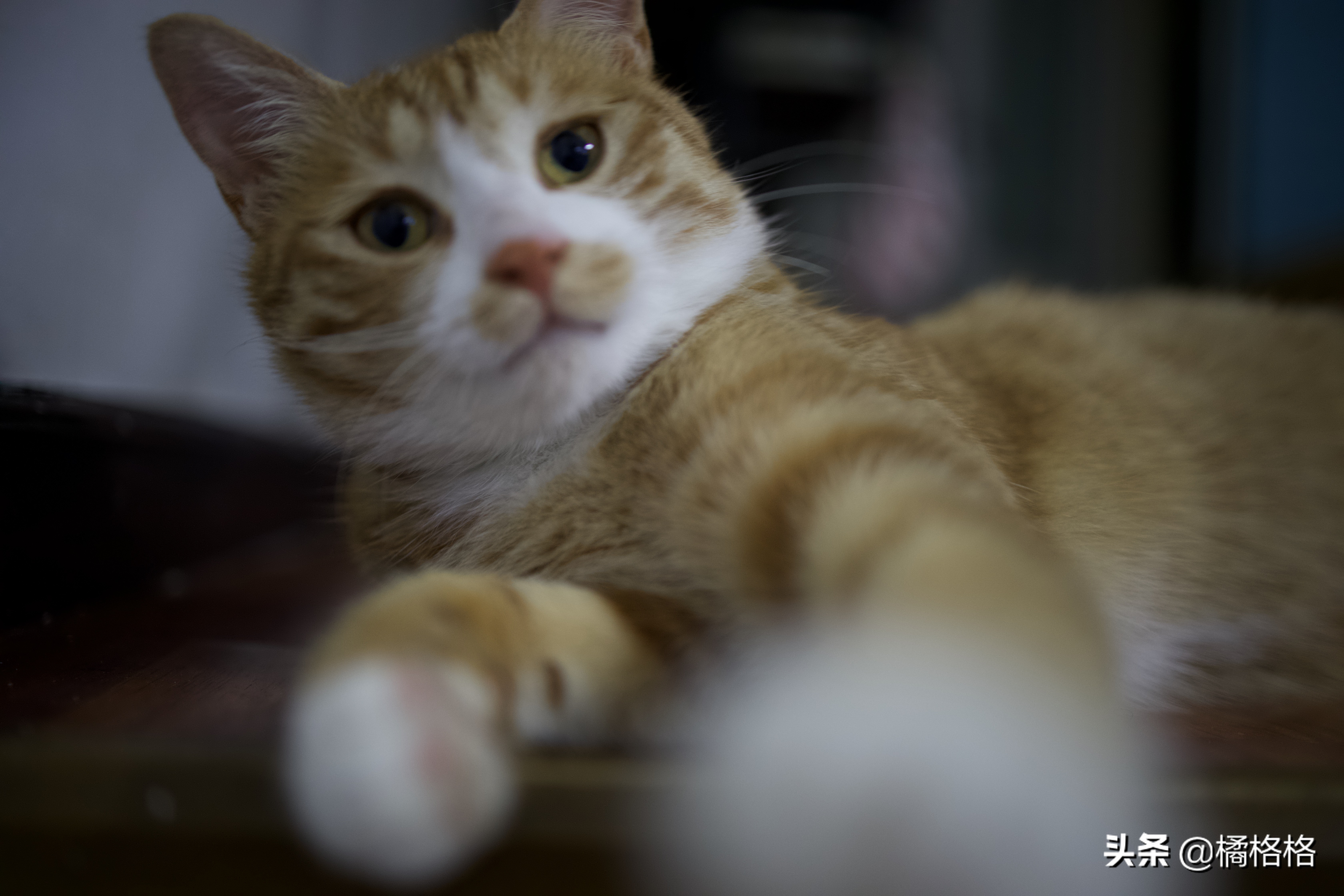 夏天给猫剃脚毛散热,夏天给猫剃毛用几毫米