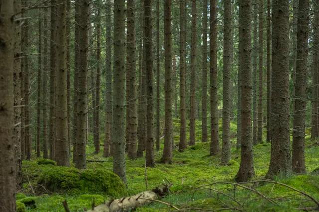 2019年世界最幸福的国家排名,全球幸福指数最高的国家芬兰