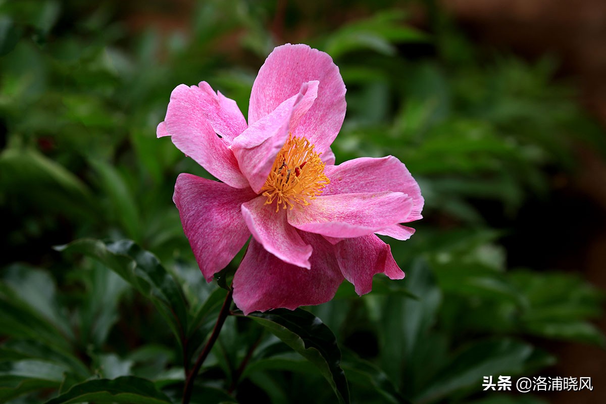 大院绿化的回忆——顺便看看院里的芍药定个究竟有多少种？