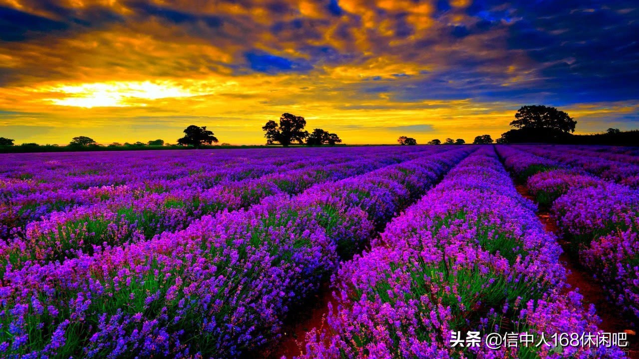带你走进英国梦幻的薰衣草花田,薰衣草紫色的世界