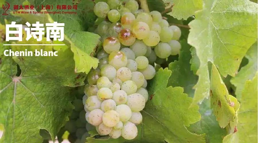 世界葡萄品种最甜十大排名榜,世界十大葡萄酒葡萄品种介绍