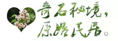 再过2天！仁寿森林音乐节来了，桐子花开满山头，粉白若雪！