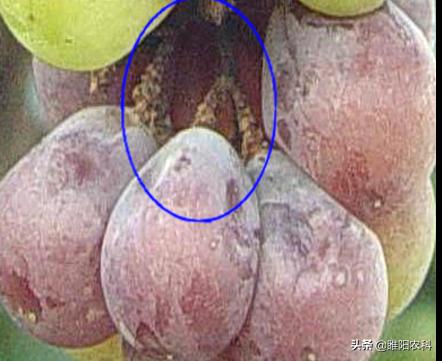 阳光玫瑰葡萄白腐病与霜霉病区别,葡萄溃疡病与白腐病有什么区别