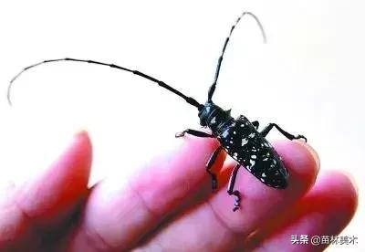 油画棒流星教程简单,油画棒星空鹿教程