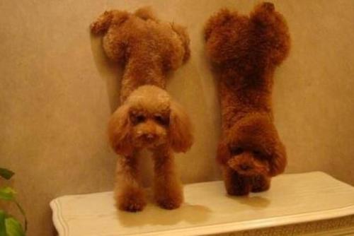 养泰迪有什么要注意的,养泰迪都是需要注意什么