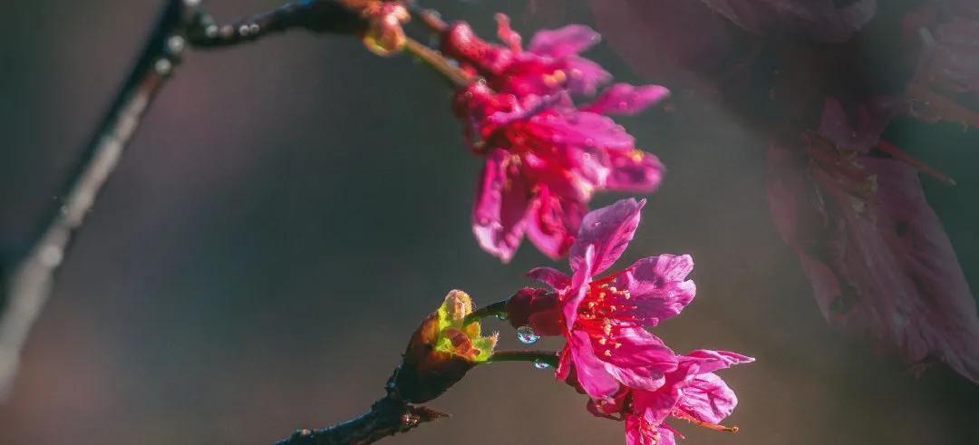 广州现在花开的季节,广州现在什么花开了