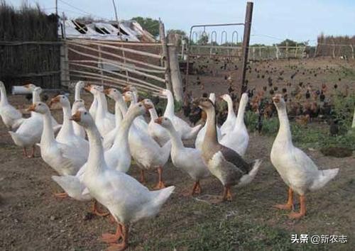 农村养殖100只鹅一年能赚多少钱,农民养鹅5年终致富轻松年入15万