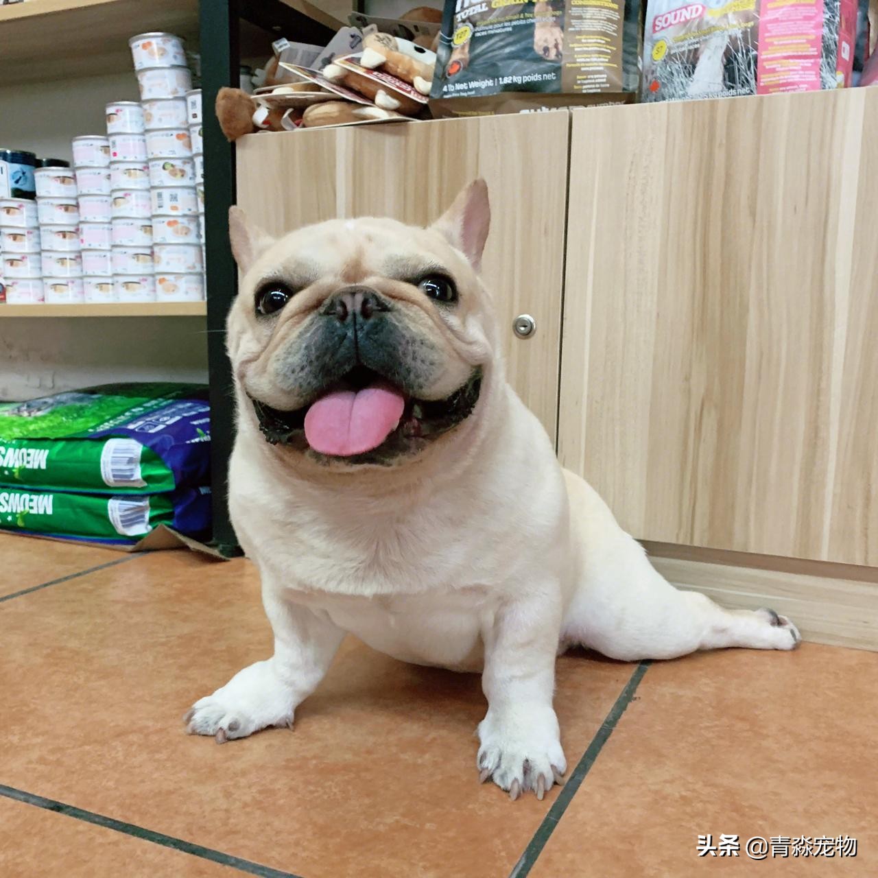 宠物狗耳螨怎么办啊,耳螨狗狗应该注意什么