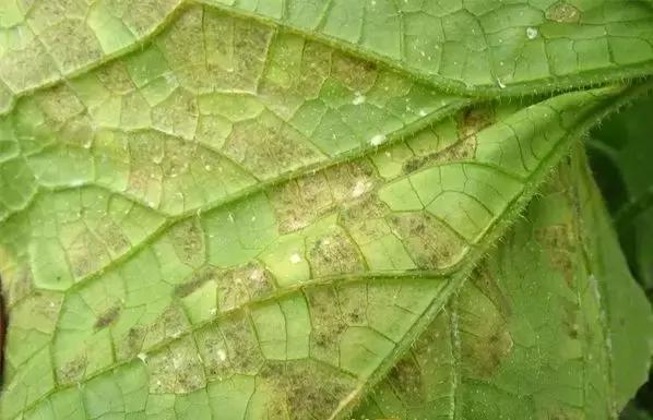 学会这一招,靶斑病不用愁,黄瓜“小黄点”轻松就搞定