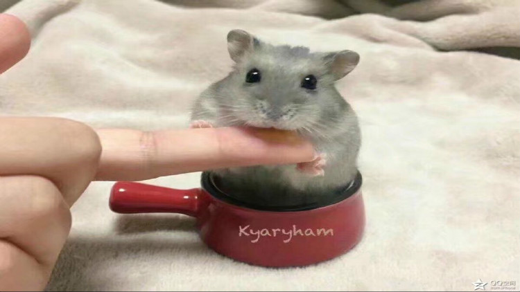 新手养仓鼠应该养什么品种的侏儒,新手养仓鼠养什么品种的好