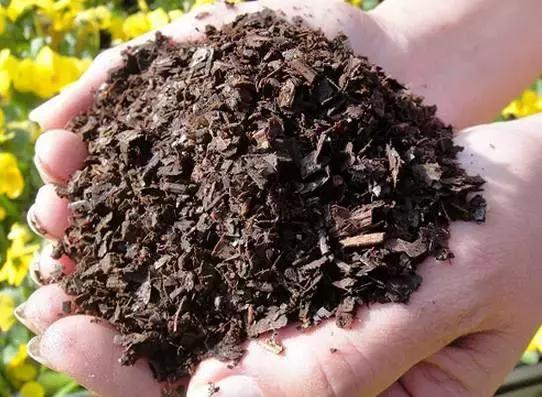 茶花酸性土壤自制小妙招,茶花太阳花茉莉栀子花的简单养法