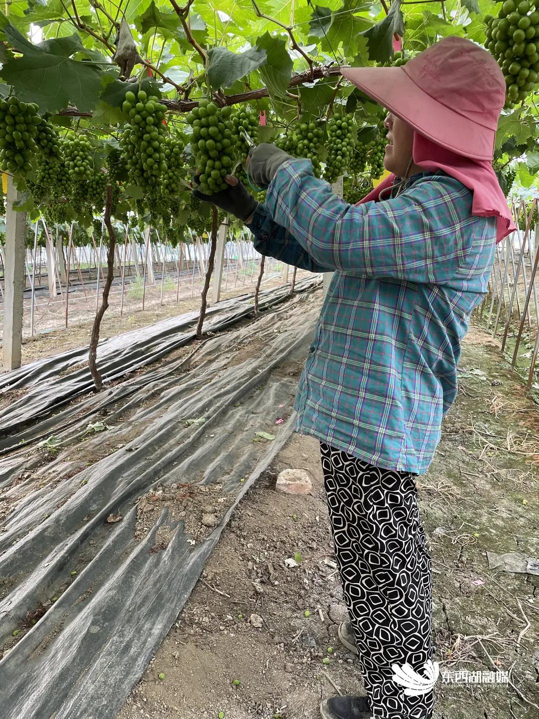 智慧水果是指哪种水果,什么是智慧果园