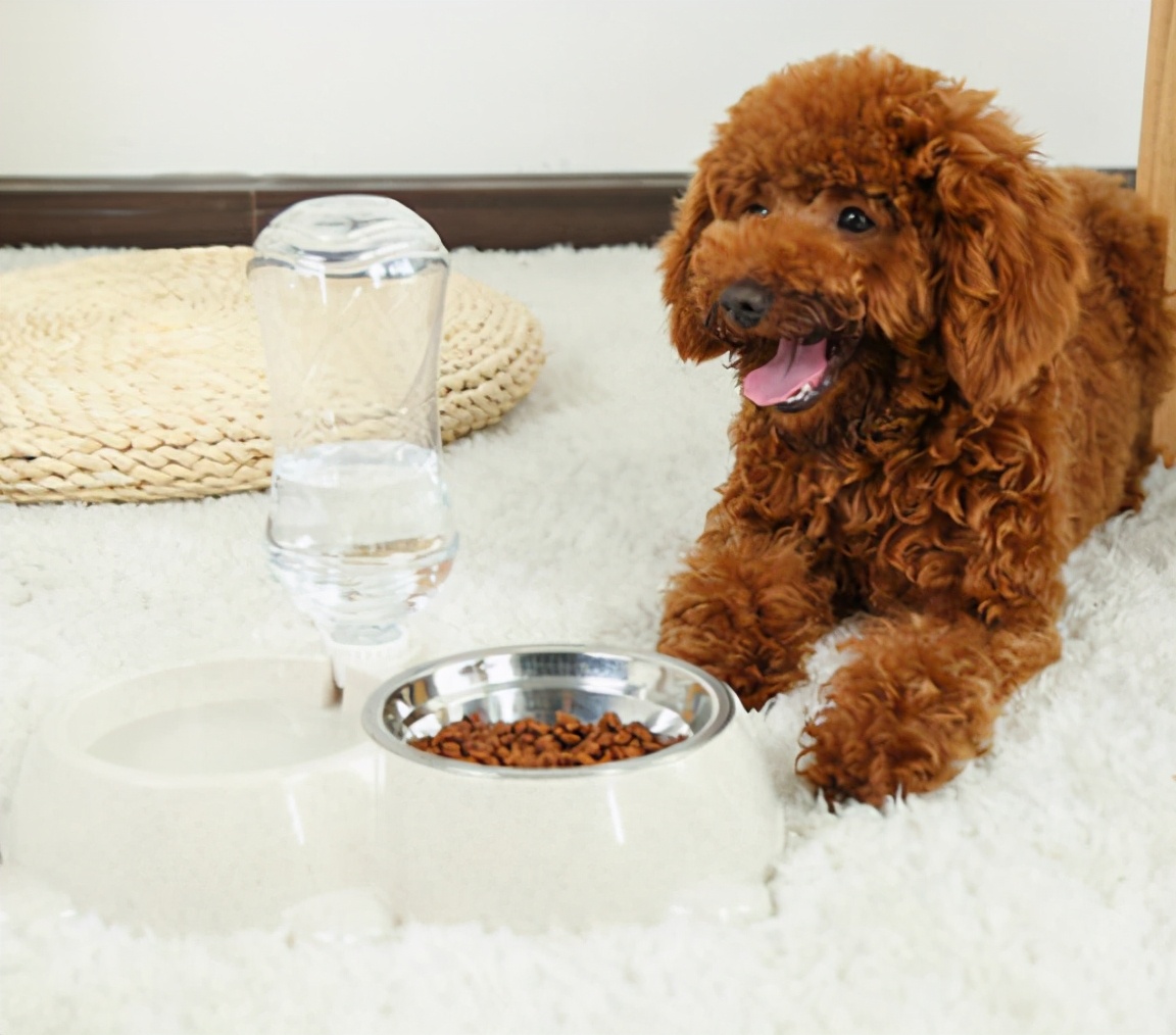 狗狗为什么会长“白毛”？这些原因铲屎官要懂