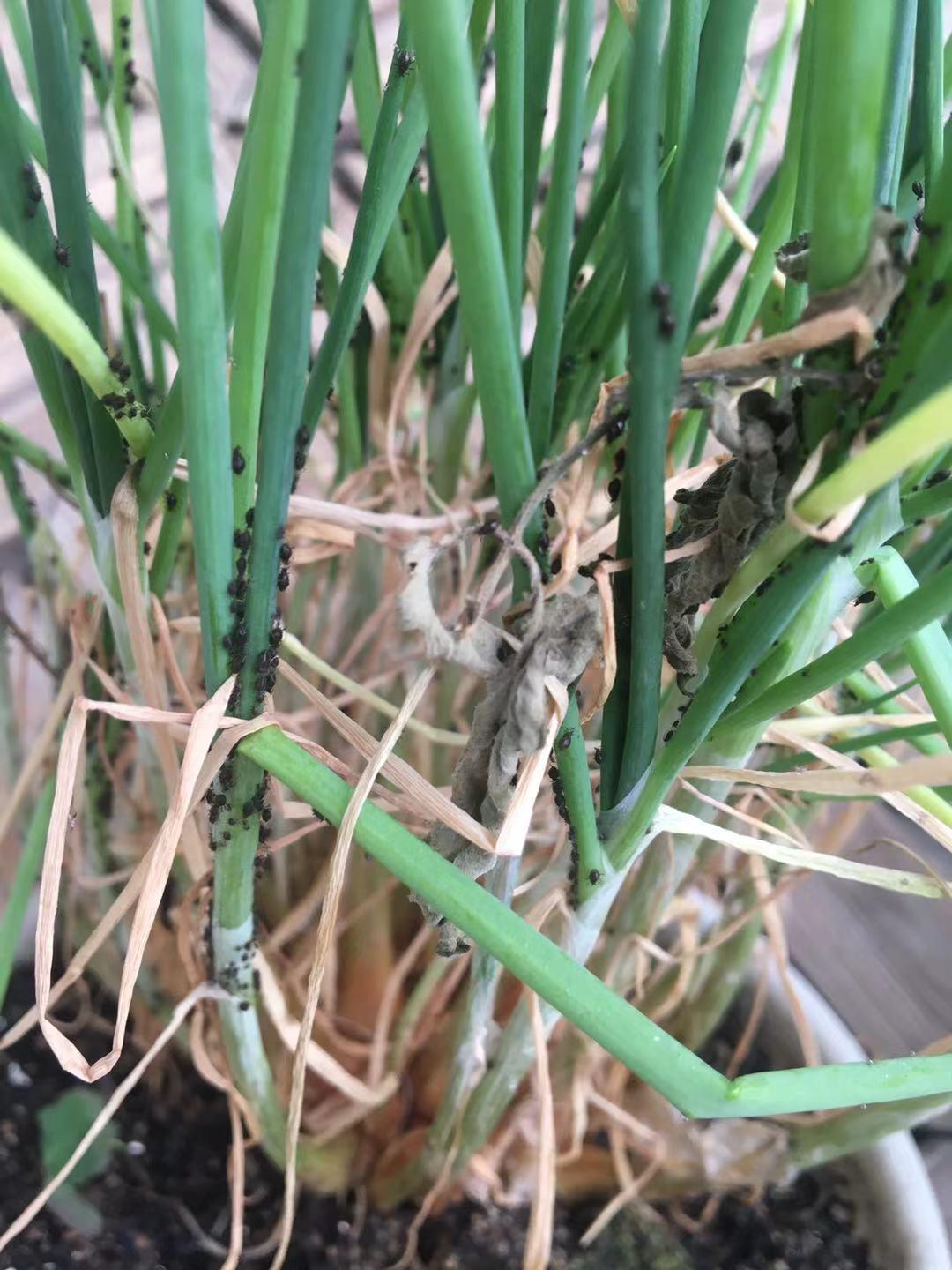 种菜防虫害最简单的方法,种菜常见病虫害