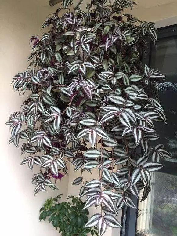 18种寓意好的花,18种花图片大全