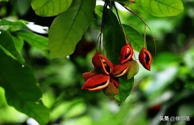 苹婆果广西叫法,假苹婆果实有毒吗