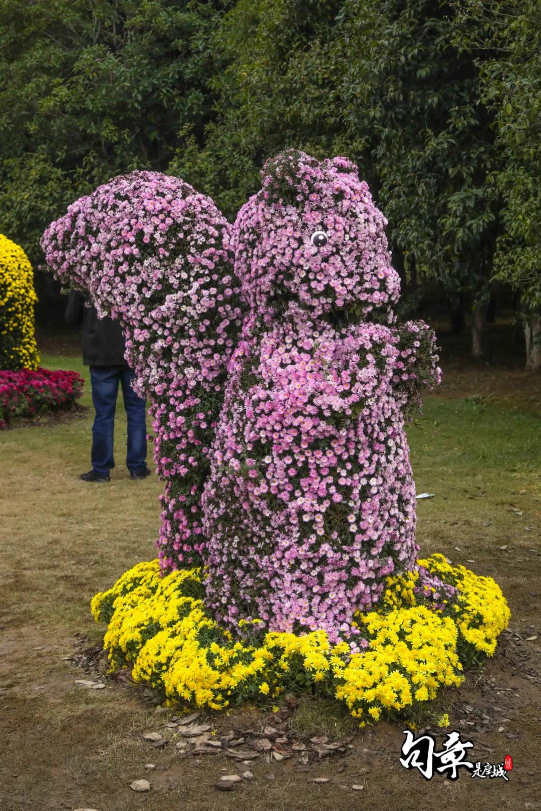 兴化千垛菊花海,广州海心沙菊花海