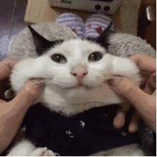 关于养猫咪的必要知识,养猫咪必须知道的常识是什么