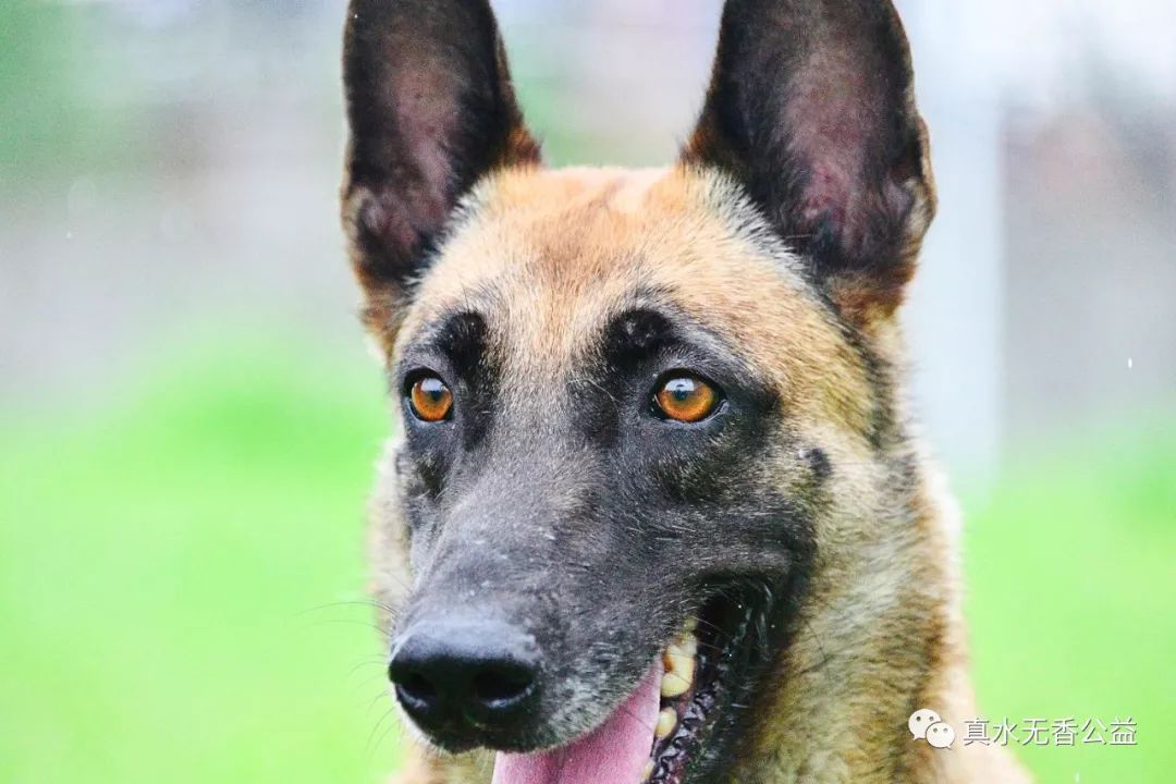 我是一条警犬，我的名字叫马六