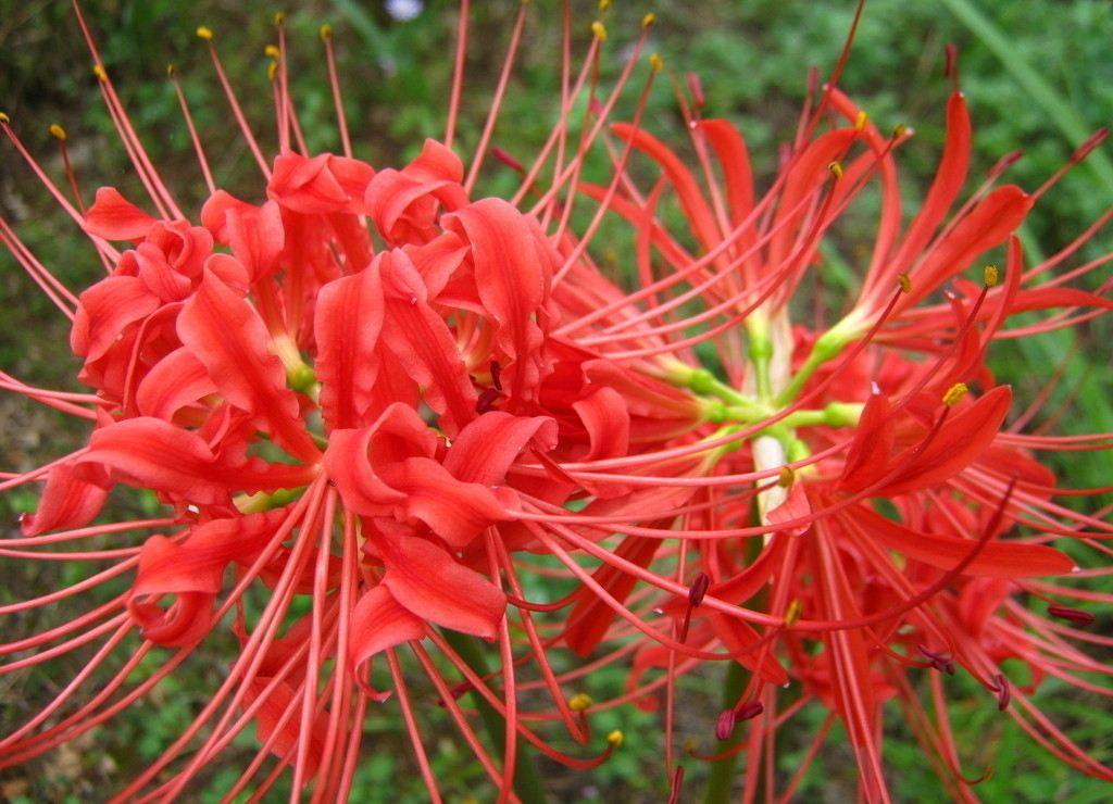 彼岸花为什么叫黄泉第一花,彼岸花为什么被称为黄泉路上的花