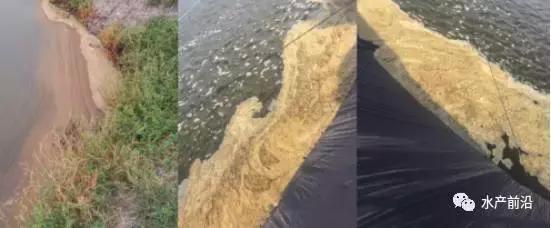 拒绝潜规则后如何处理,鱼池泡沫多最简单的处理方法