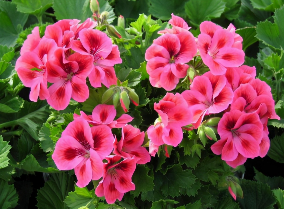 适合养在卧室不会引来蚊虫的花,夏季种什么花可以驱蚊虫