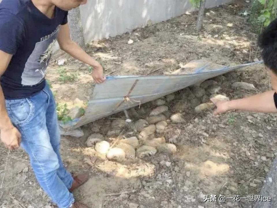 一天能吃掉半斤白蚁,曾是农业一大益兽,却被当补品差点吃绝了