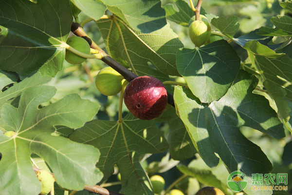 无花果多少钱一斤什么时候种植,无花果成熟度
