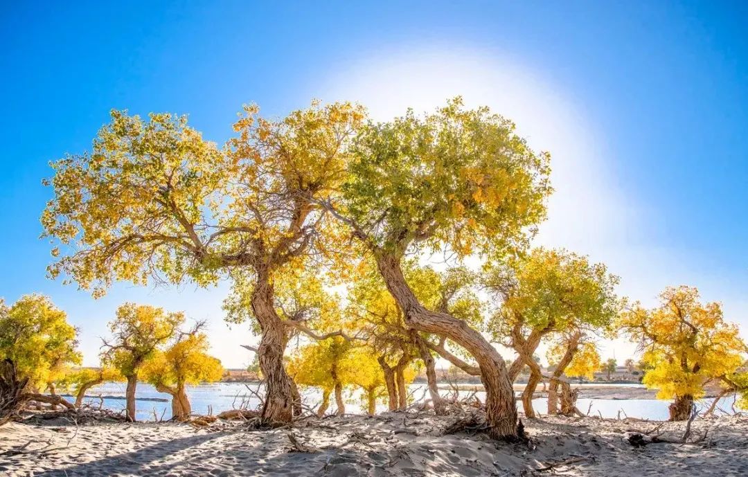额济纳旗住宿一般多少钱,国庆额济纳旗胡杨林攻略