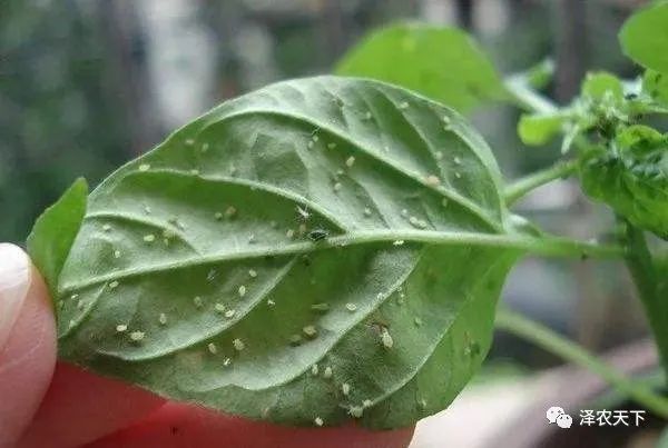 导致辣椒卷叶的原因较多，如何针对性地防治?