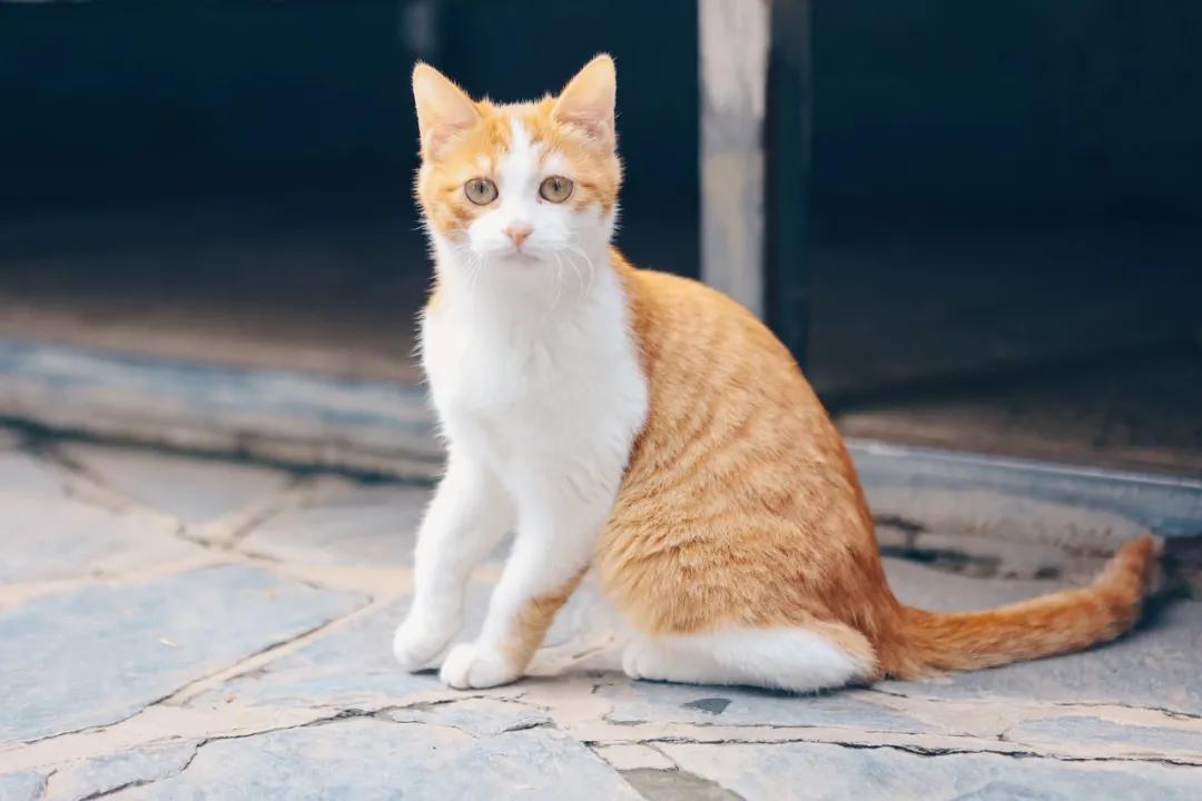 找领养新成员|你好呀，铲屎官