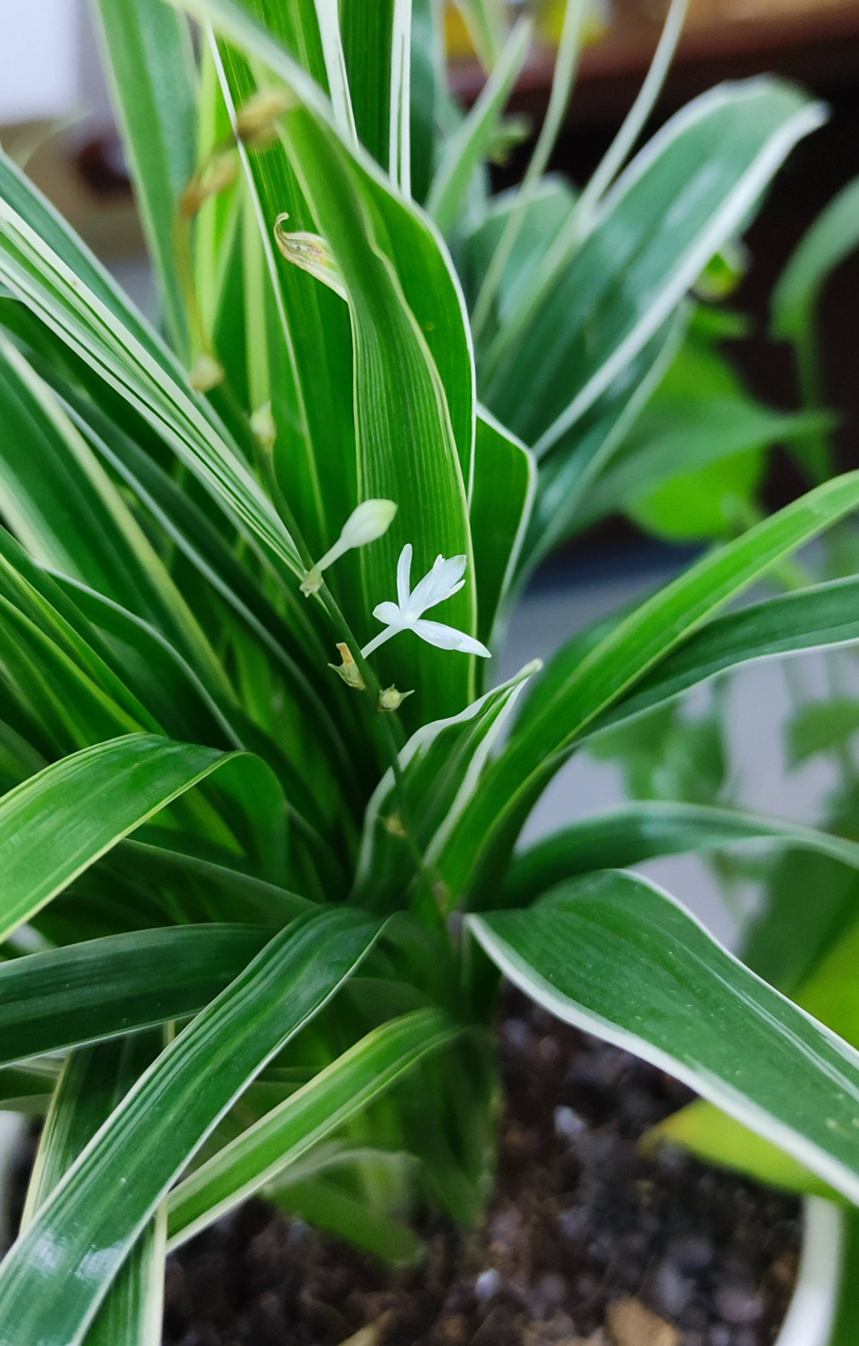 吊兰怎么养才能更旺盛10个小秘诀,青叶吊兰怎么养护才能长出匍匐茎