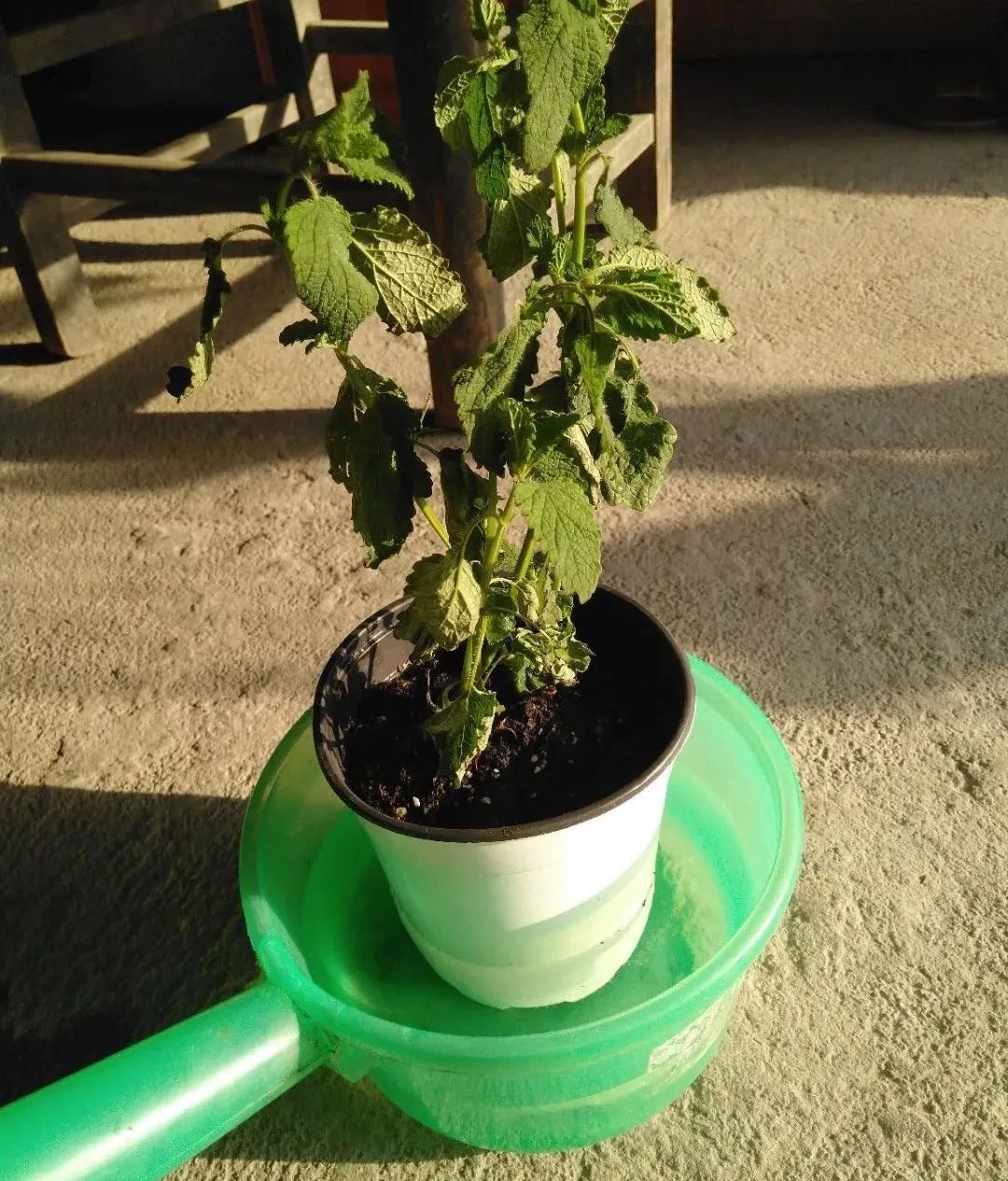 绿萝叶子被太阳晒伤了如何挽救,橡皮树夏天晒太阳叶子晒伤怎么办