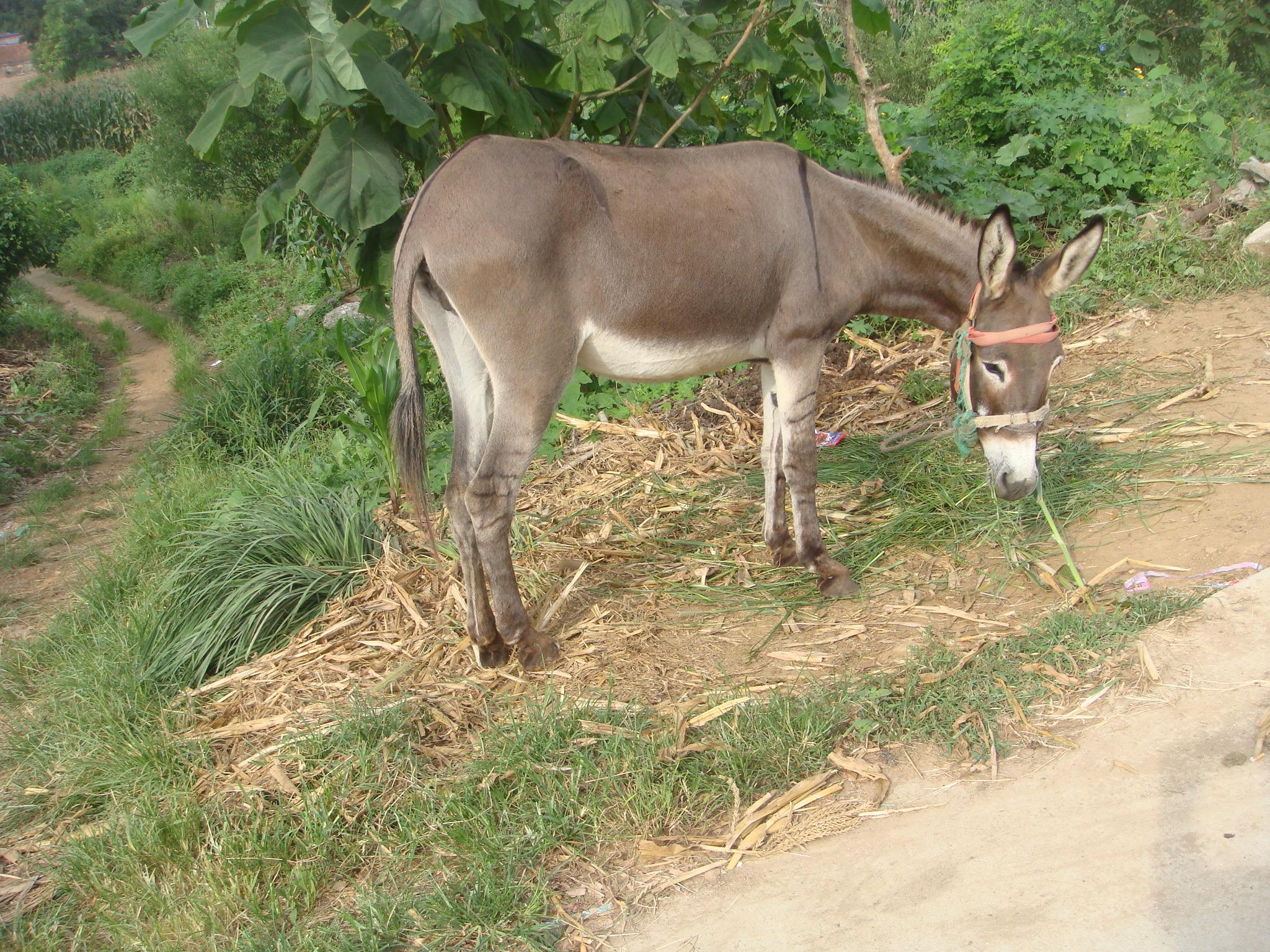 小毛驴适不适合家养,养驴前景养三十头母驴能挣多少钱