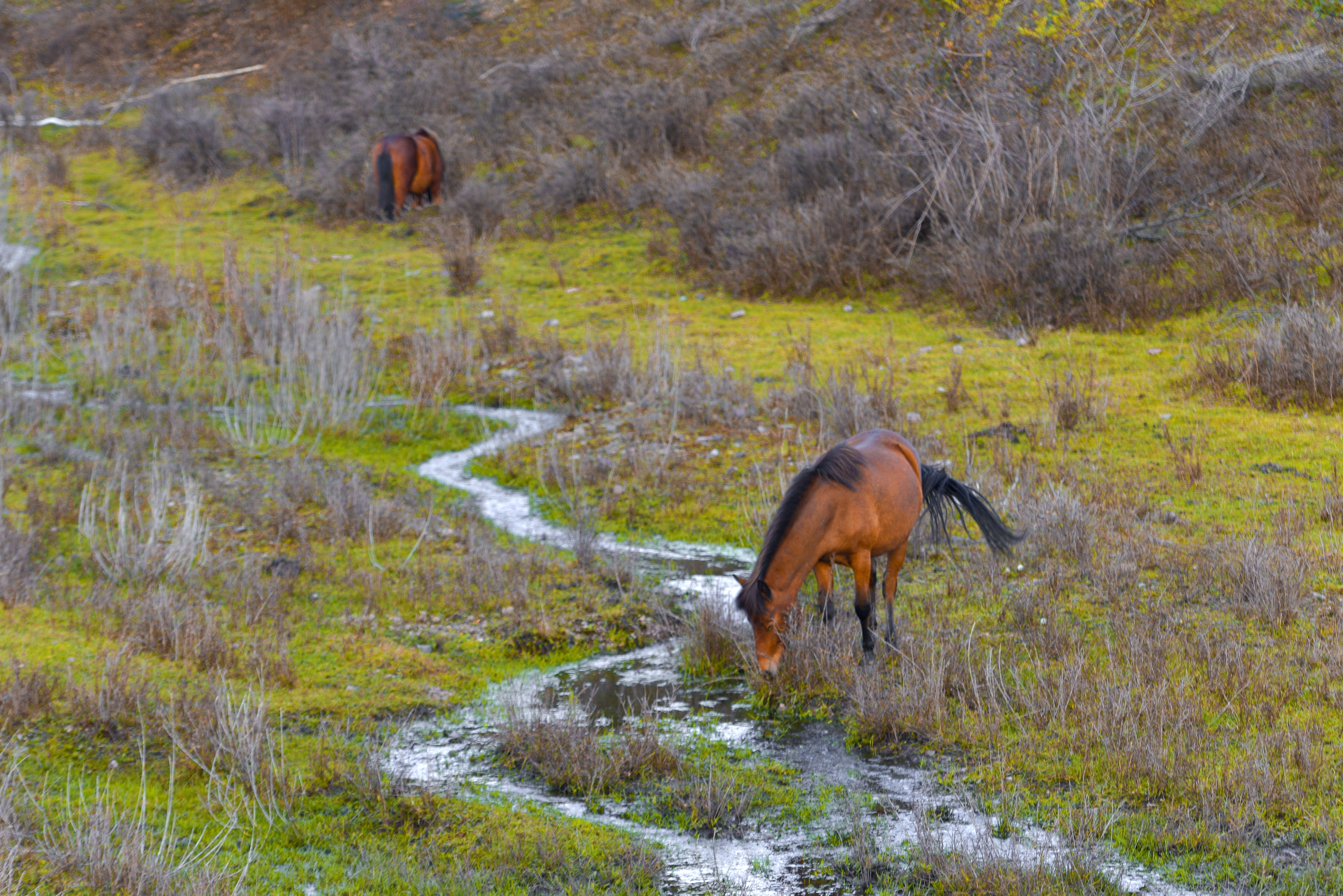 丰宁神仙谷七彩森林景区地图,丰宁坝上七彩森林游玩攻略