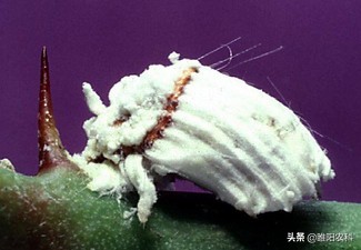 防治介壳虫用什么农药,介壳虫消灭特效药